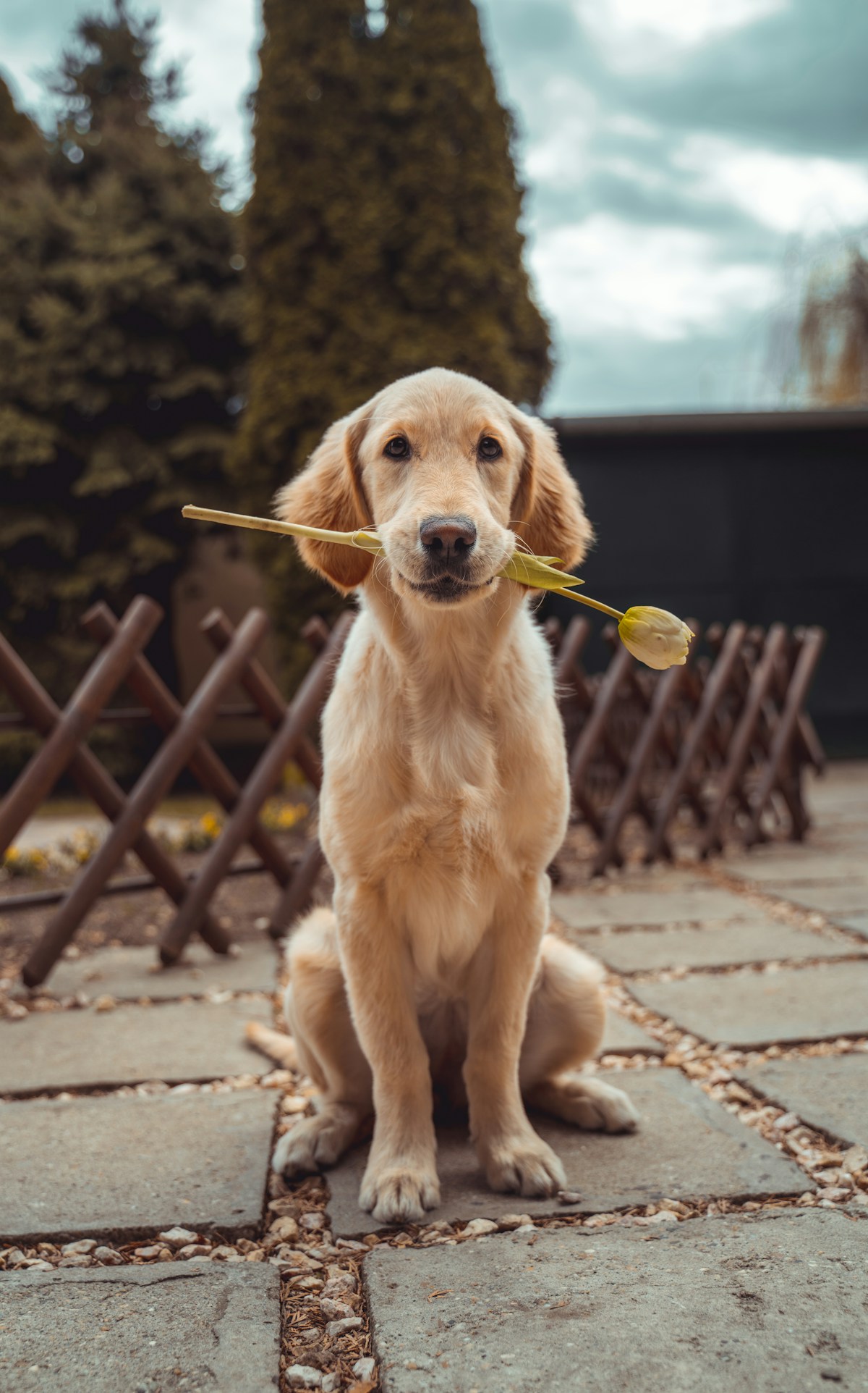 A happy dog with a treat